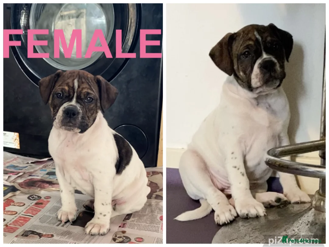 Alapaha Blue Blood Bulldog dogs for sale: 4 left absolute quality - Advert 5