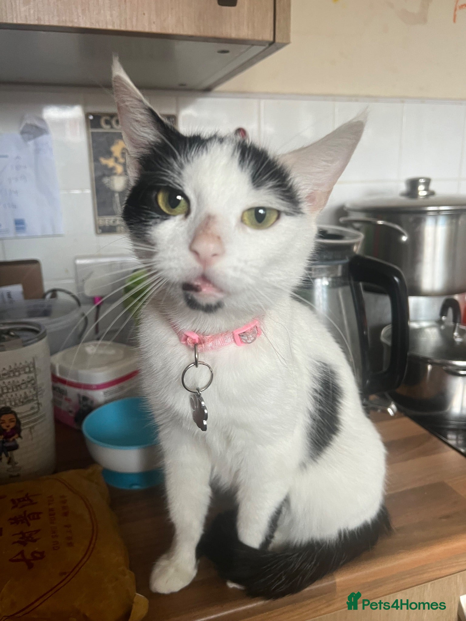 Domestic Shorthair cats Quiet home needed for Tewkesbury stray.  - Advert 2