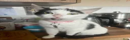Domestic Shorthair cats for adoption: Quiet home needed for Tewkesbury stray.  - Advert 1