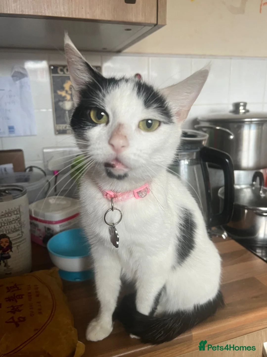 Domestic Shorthair cats for adoption: Quiet home needed for Tewkesbury stray.  - Advert 1