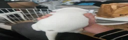 Mixed Breed dogs for sale: English bull terrier cross mastiff - Advert 13