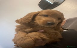 Mixed Breed dogs for sale: Cavapoo puppies  - Image 11
