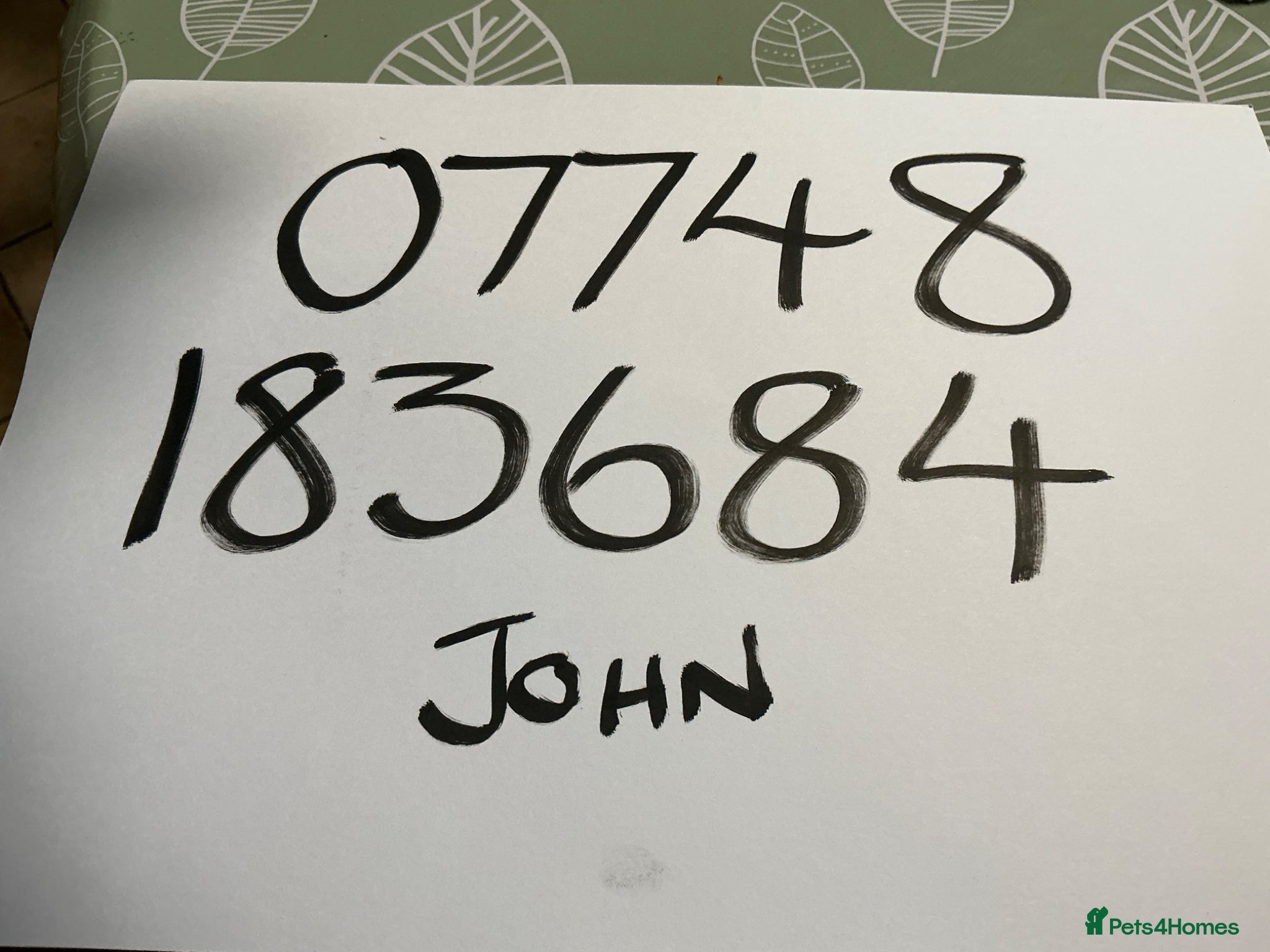 Jack Russell dogs Short legged Jack Russell Dog Pup - Advert 2