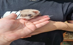 Ferret rodents for sale: Quater ferret kits - Image 4