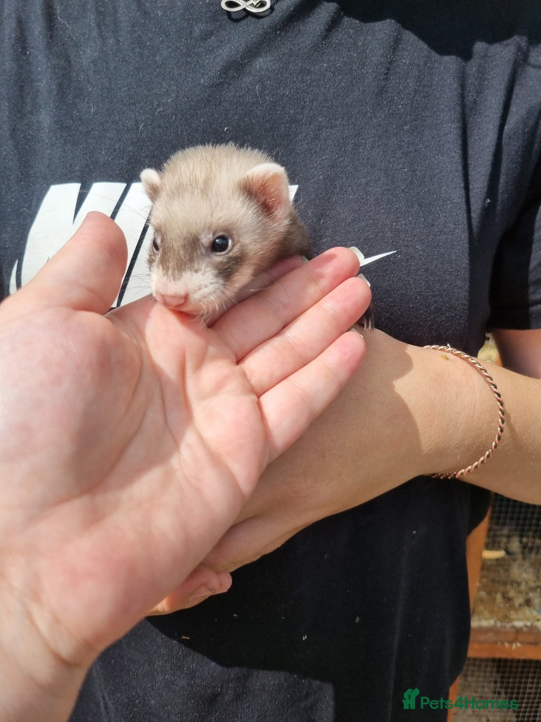 Ferret rodents for sale: Quater ferret kits - Image 4