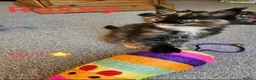Maine Coon cats for sale: ✨ Meet Our Magnificent Maine Coon Kittens ✨ - Advert 18