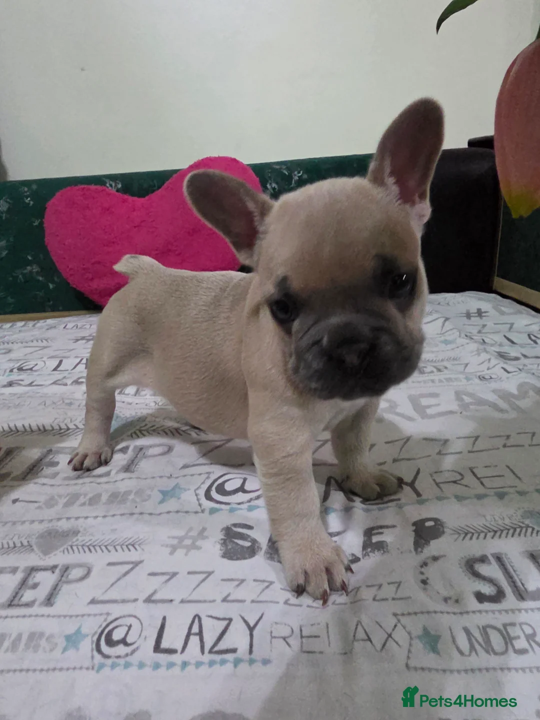 French Bulldog dogs for sale: Beautiful Blue French bulldog  - Advert 20