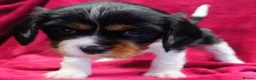 Cavalier King Charles Spaniel dogs for sale: Healthy & House-Trained Cavalier King Charles  in Brighton - Advert 15