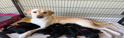 Labrador Retriever dogs for sale: KC registered Black Labrador puppies  in Harrogate - Advert 11