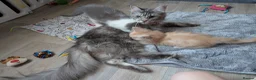 Ragcoon cats for sale: Bouncing beauties ready to go  - Advert 17