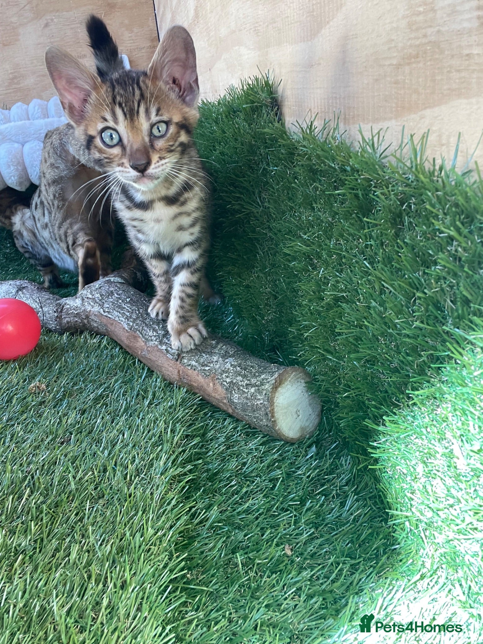 Bengal cats 2 beautiful full bengal kits - Advert 17