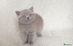 British Shorthair cats for sale: British Shorthair Kitten  - Image 3