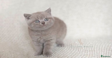 British Shorthair cats - Advert 9