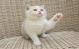 British Shorthair cats for sale: Stunning British Shorthair Kittens  - Image 11