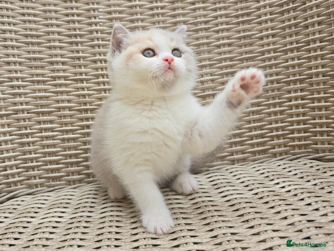 British Shorthair cats for sale: Stunning British Shorthair Kittens  - Image 11