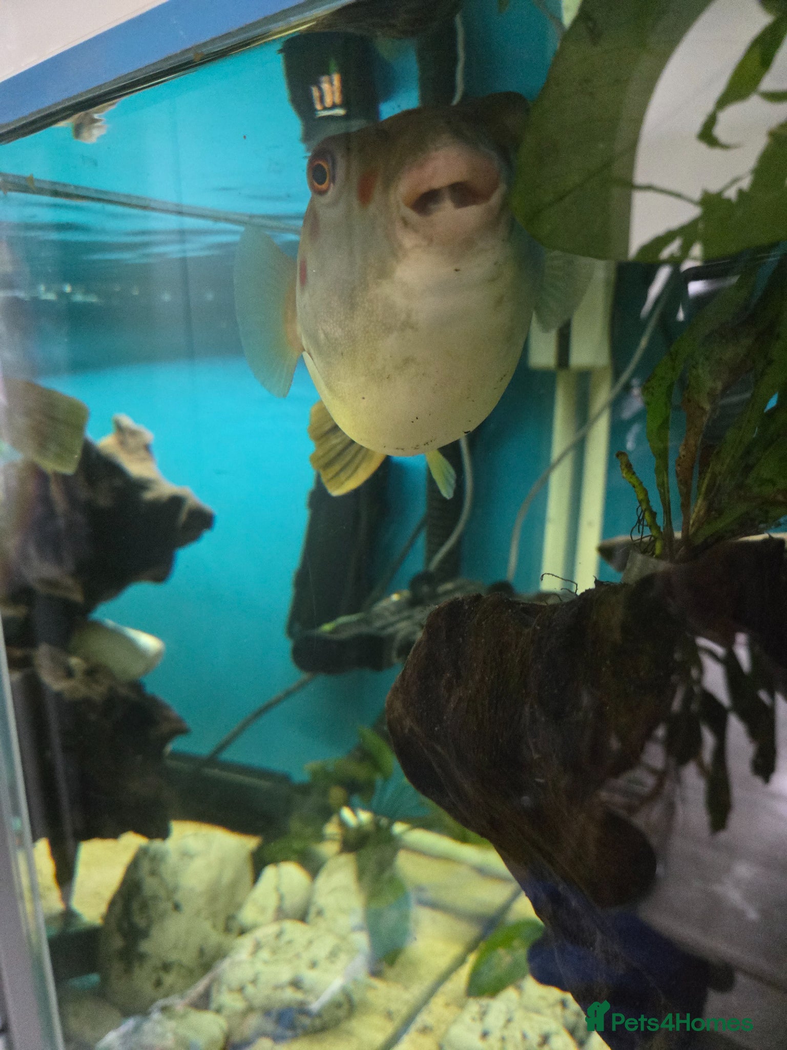 Pufferfish fish for sale: CROSS RIVER PUFFERFISH  - Advert 7