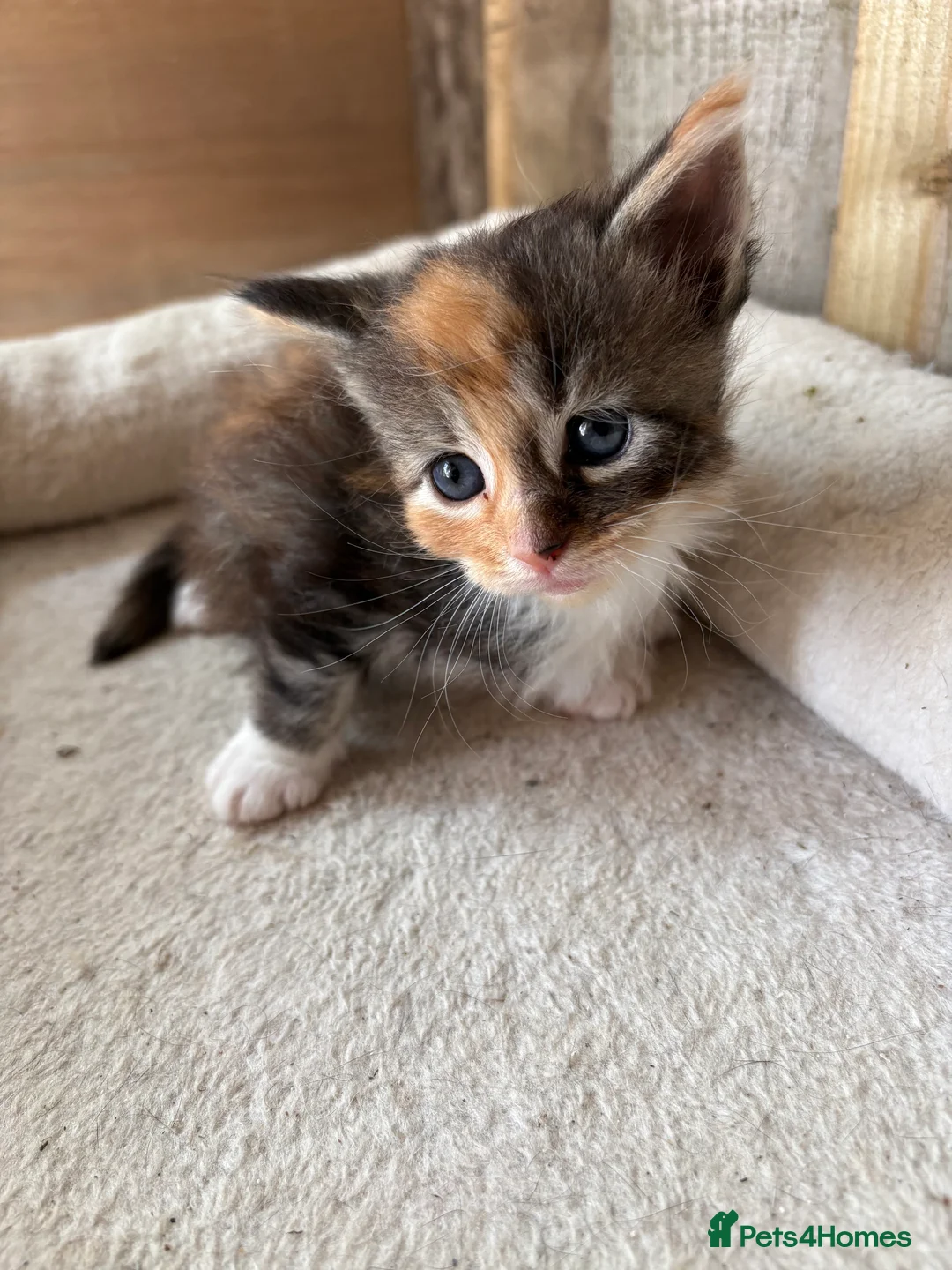 Maine Coon cats for sale: 3 beautiful mainecoon cross girls   - Advert 13