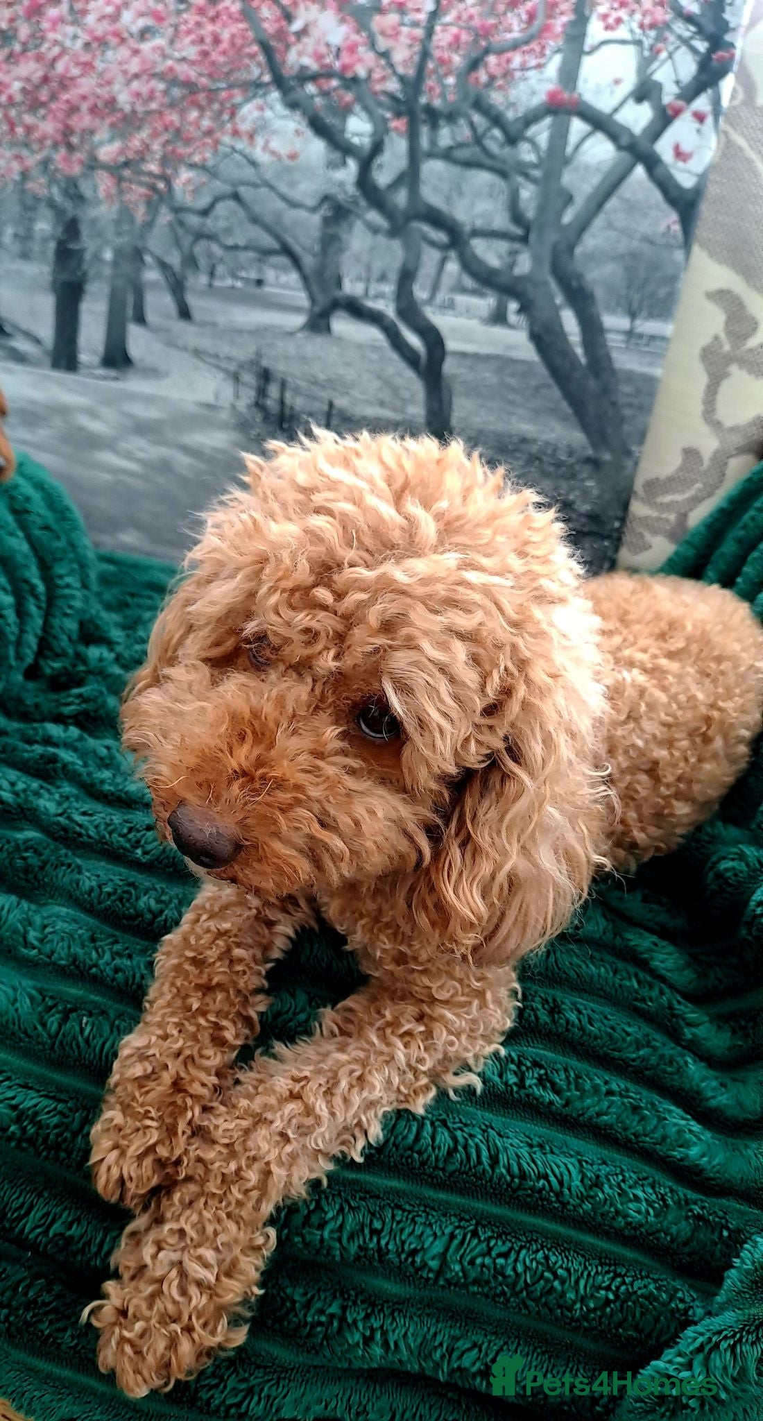 Miniature Poodle dogs KC MINIATURE POODLES  - Advert 1