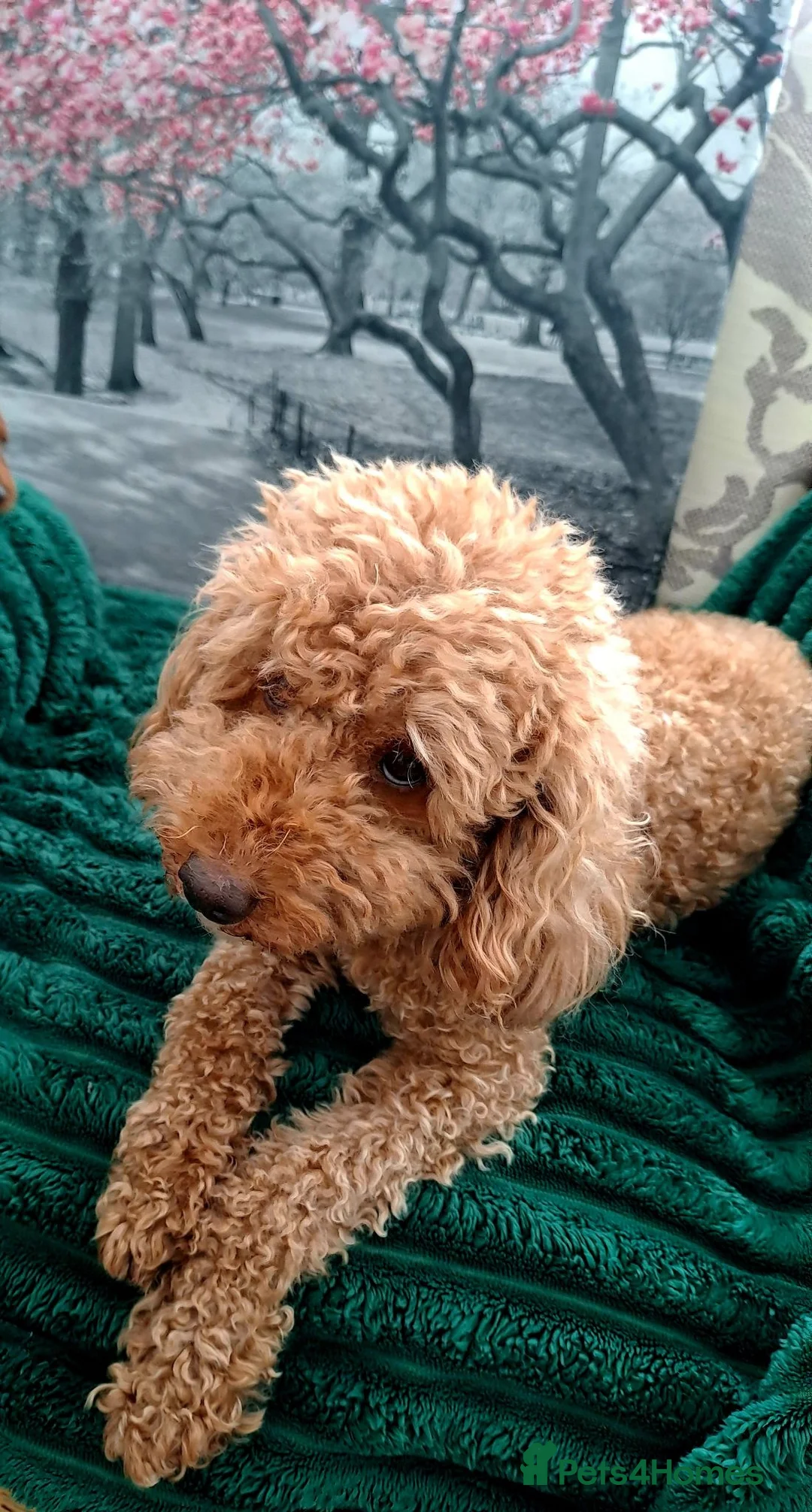 Miniature Poodle dogs for sale: KC MINIATURE POODLES  - Advert 1