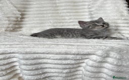 British Shorthair cats for sale: OUTSTANDING GCCF + HEALTH TESTED BSH + BLH KITTENS - Image 3