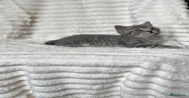 British Shorthair cats - Advert 13