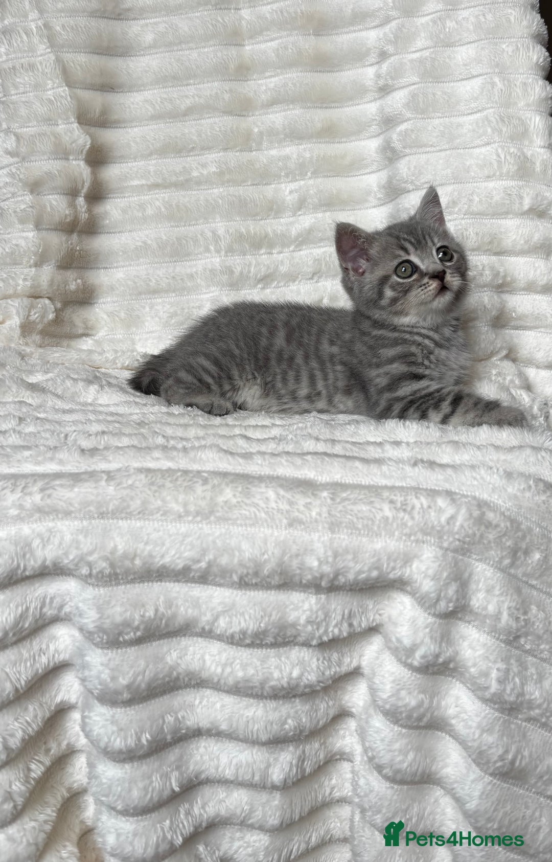 British Shorthair cats for sale: OUTSTANDING GCCF + HEALTH TESTED BSH + BLH KITTENS - Image 3
