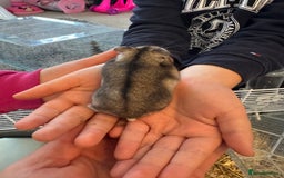 Hamster rodents for sale: Russian dwarf hamster  - Image 2