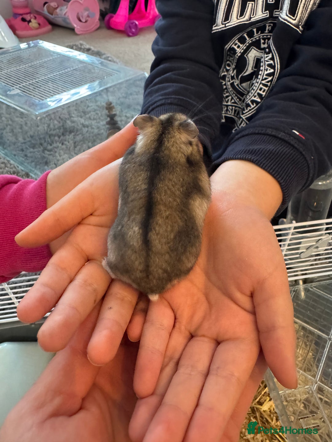 Hamster rodents for sale: Russian dwarf hamster  - Image 2