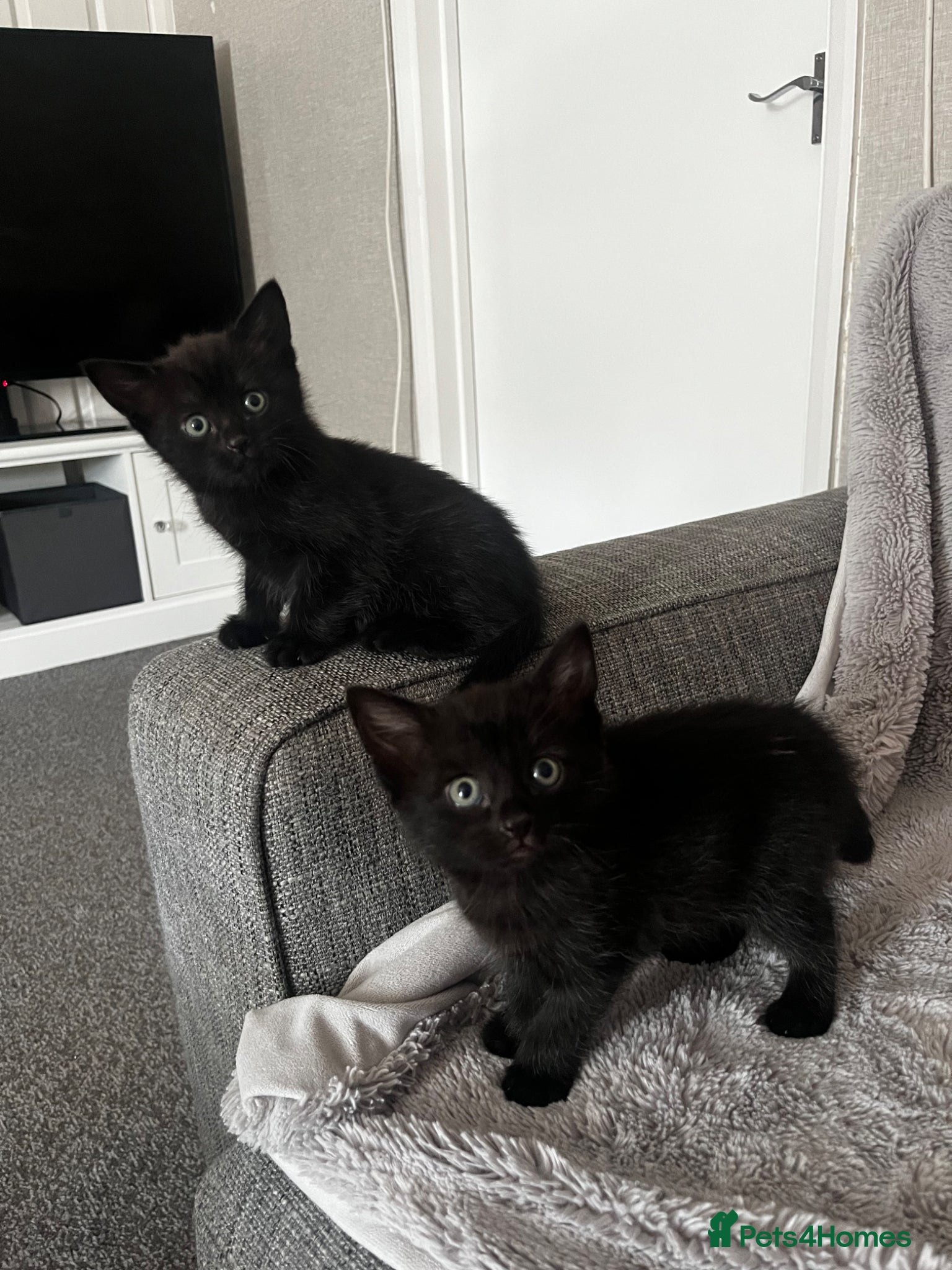 Mixed Breed cats Kittens half Russian blue ready now  - Advert 15
