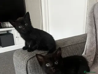 Mixed Breed cats Kittens half Russian blue ready now - Advert 15