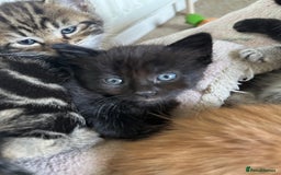 Mixed Breed cats for sale: Beautiful litter off kittens  - Image 9