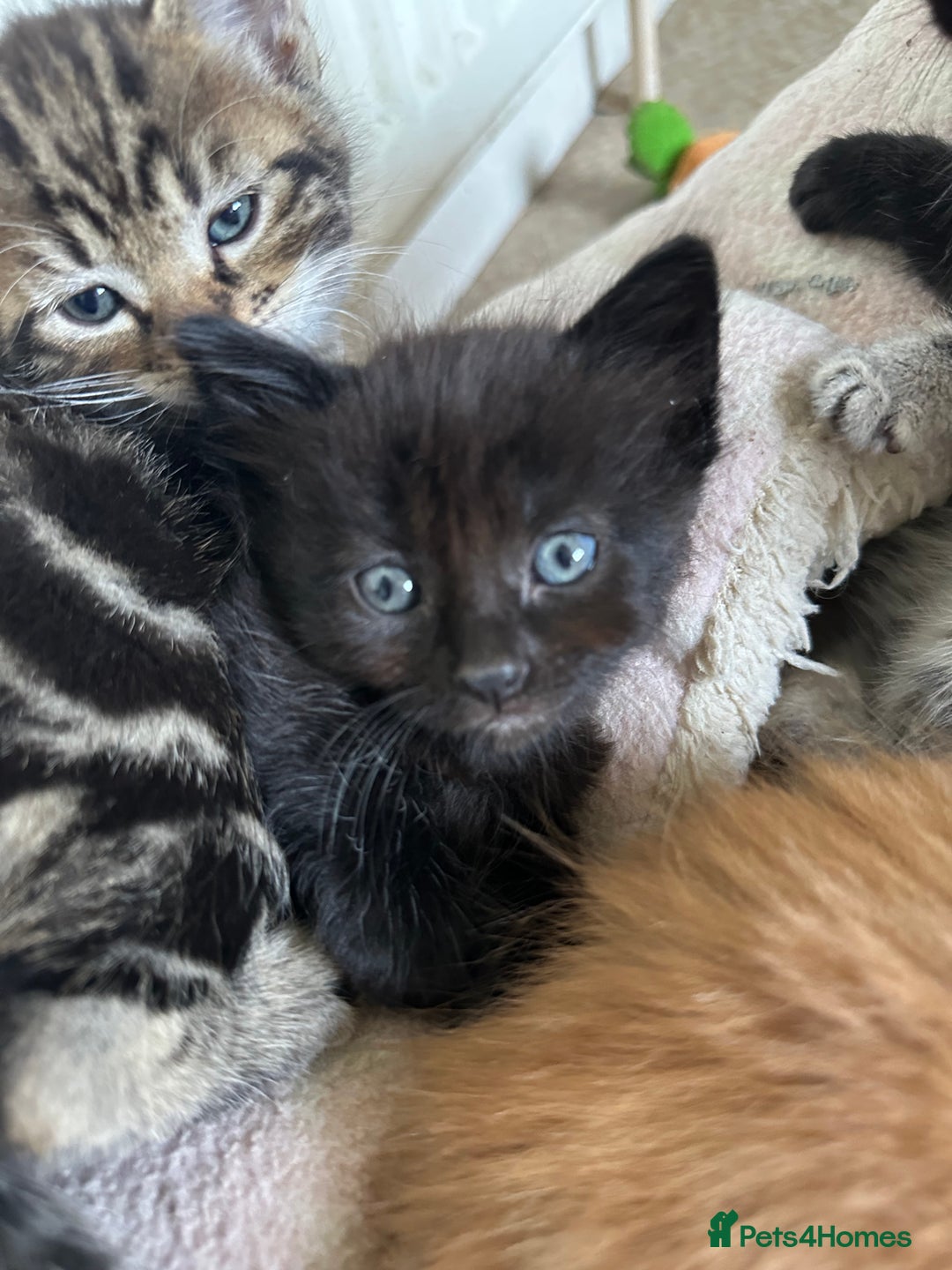 Mixed Breed cats for sale: Beautiful litter off kittens  - Image 9