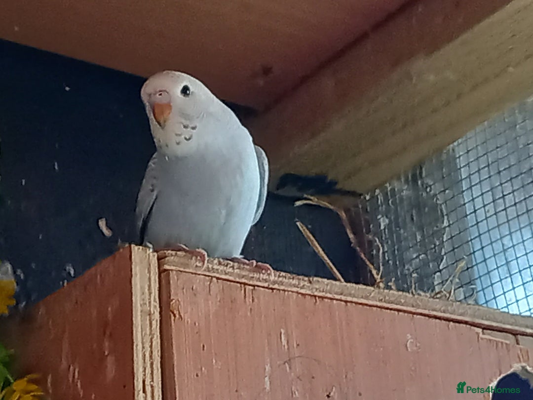 Budgerigars birds for sale: Beautiful baby budgies... - Image 8