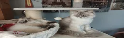 Siberian cats for sale: Beautiful Siberian kittens  - Advert 9