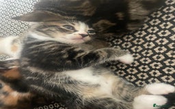 Mixed Breed cats for sale: 6 kittens for sale  - Image 25