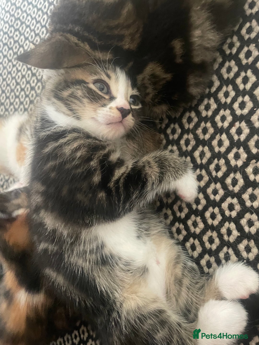 Mixed Breed cats for sale: 6 kittens for sale  - Image 25