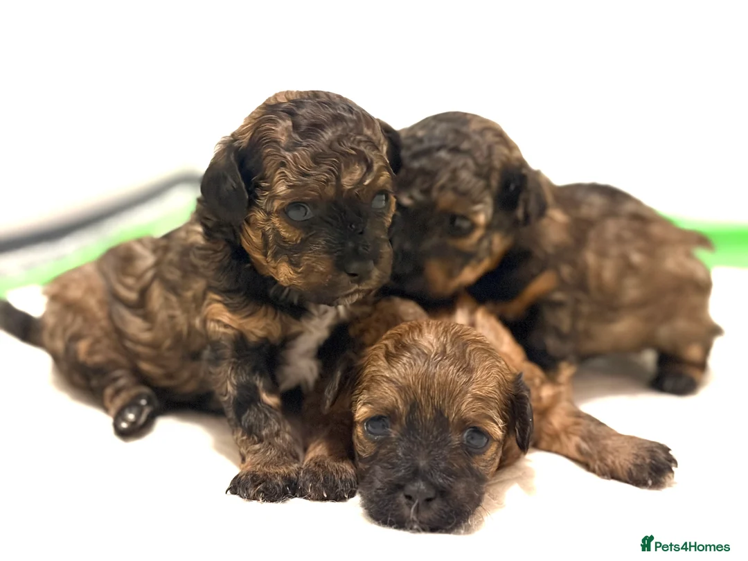 Mixed Breed dogs for sale: Toy Poodle Mix Puppies – Home Raised - Advert 1