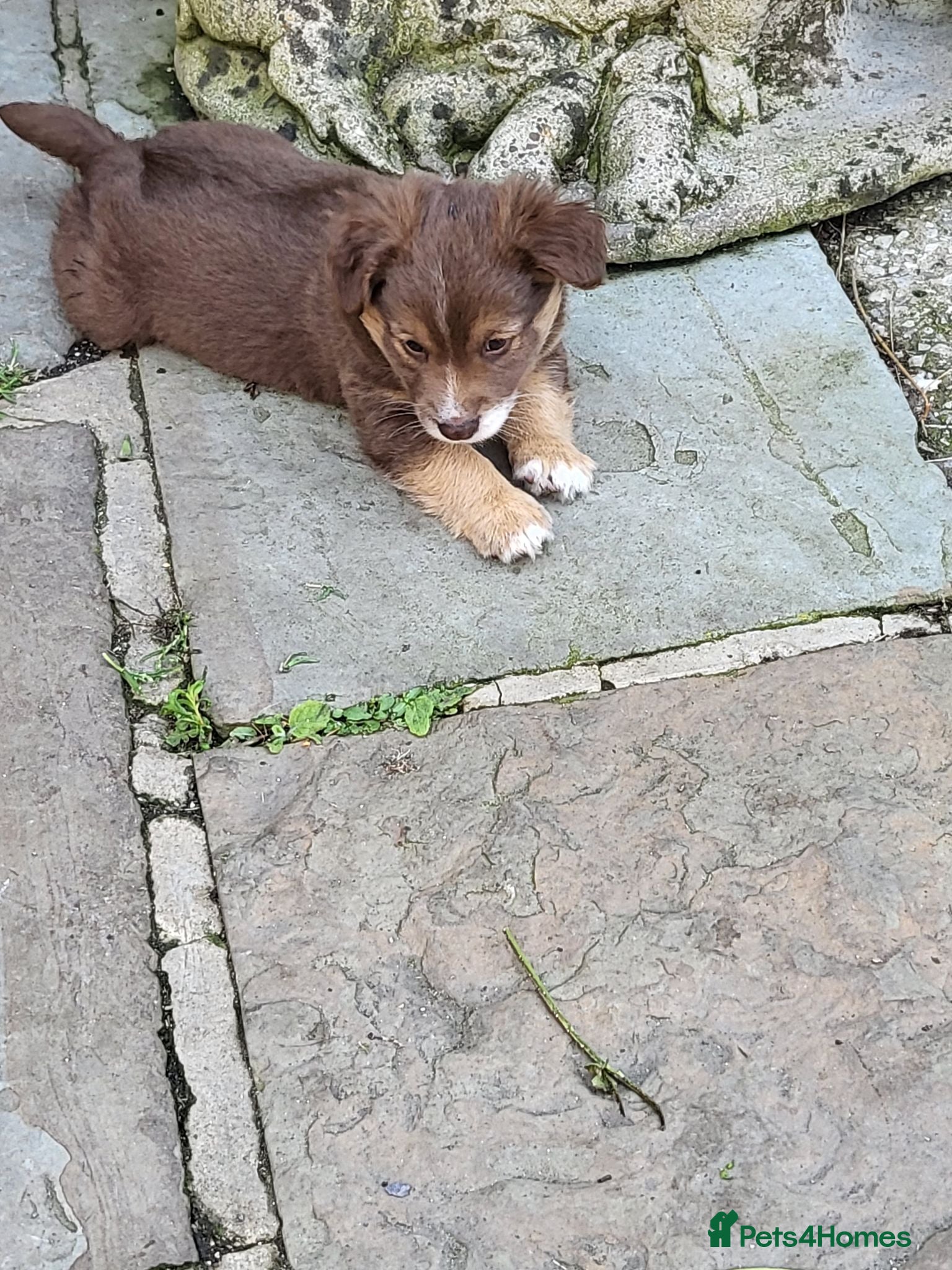Jackapoo dogs Gorgeous little cheeky monkeys! - Advert 2