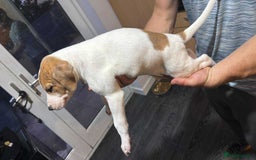 Lurcher dogs for sale: Lurcher pups looking for their forever 🏡 - Image 7