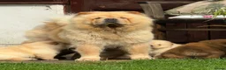 Chow Chow dogs for sale: Cream chow chow puppies - Advert 9