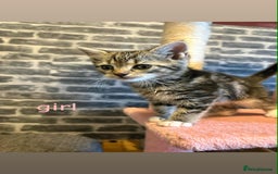 Domestic Shorthair cats for sale: Kittens for sale mother is half maine coon - Image 8