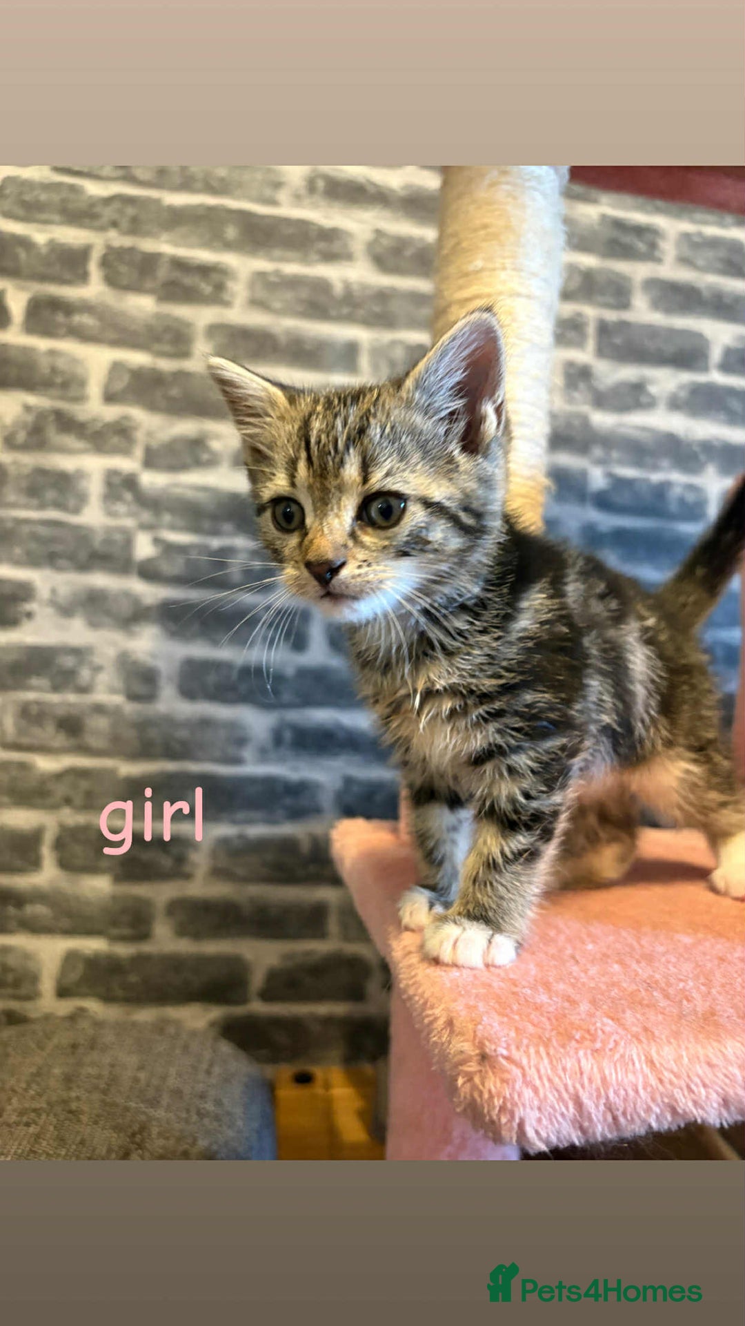 Domestic Shorthair cats for sale: Kittens for sale mother is half maine coon - Image 8