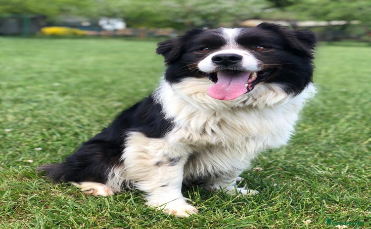 Border Collie dogs - Advert 1