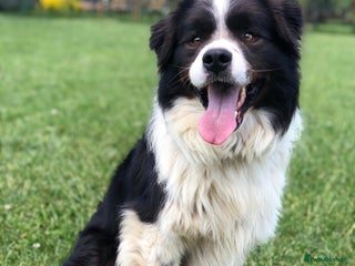 Border Collie dogs - Advert 7
