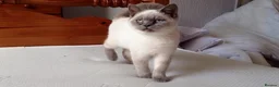 British Shorthair cats for sale: British shorthair kittens. - Advert 4