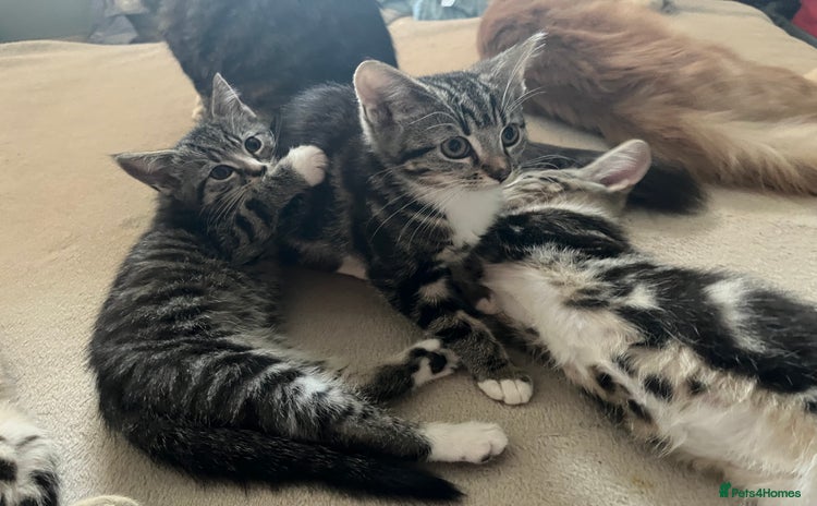 Maine Coon cats - Advert 1