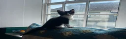 Mixed Breed cats for sale: Kittens ready now - Advert 3