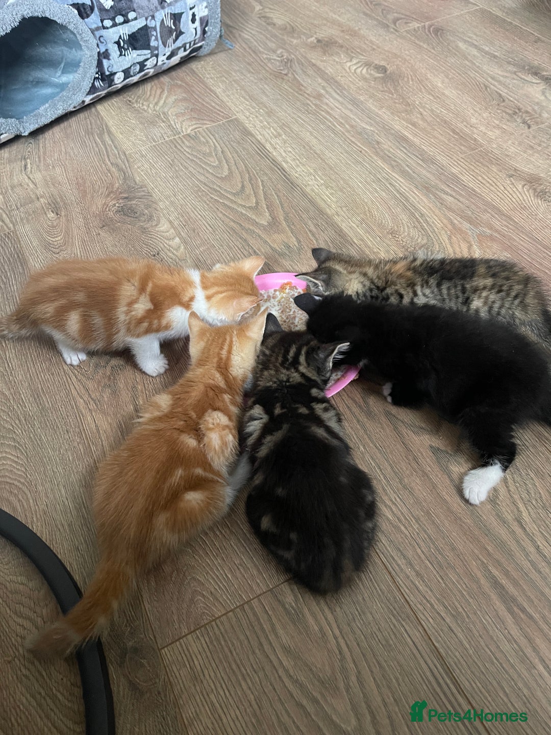 Domestic Shorthair cats for sale: 2 Ginger male kittens available  - Image 9