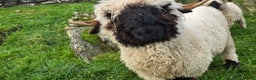 Sheep livestock for sale: Valais Blacknose Ram Lamb - Advert 3