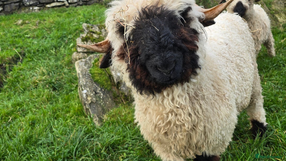 Sheep livestock for sale: Valais Blacknose Ram Lamb - Advert 3